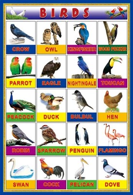 Early education animal wall charts 3