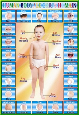 Early education in human organs wallcharts 1