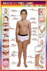 Early education in human organs wallcharts 2